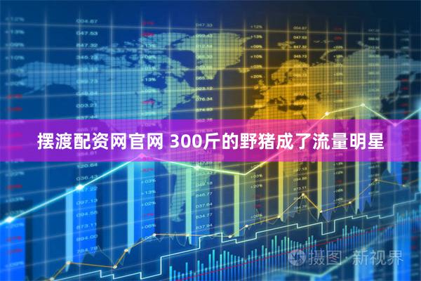 摆渡配资网官网 300斤的野猪成了流量明星